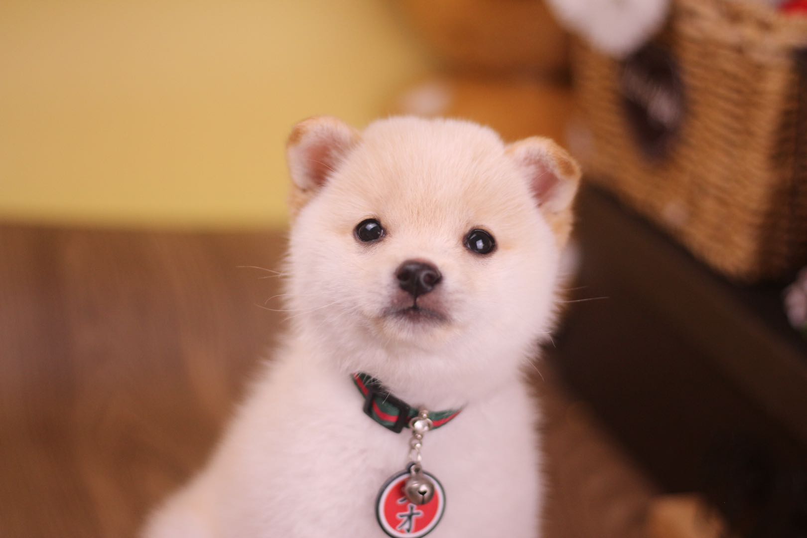 谁说月薪3000养不了柴犬？柴犬花销真的大吗？