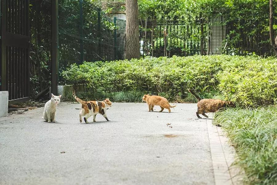 爱宠人：你知道困难重重的TNR是什么吗？