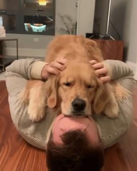 养什么狗好不爱叫,养什么狗不拆家不生病