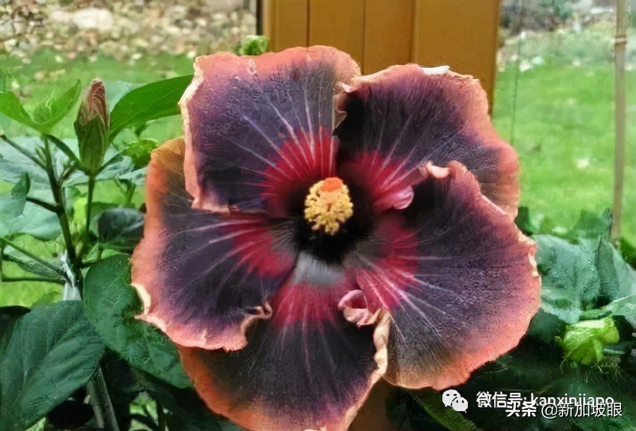 大红花和扶桑木槿有什么区别,木槿花和扶桑花哪个品种好