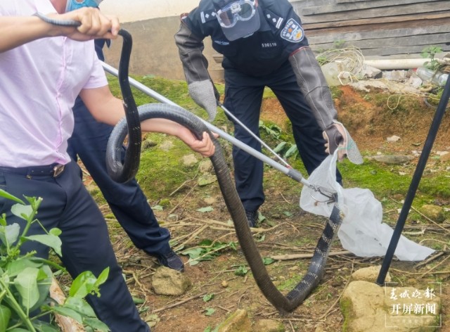 三米长的眼镜王蛇闯入家里,3米眼镜王蛇闯进民宅