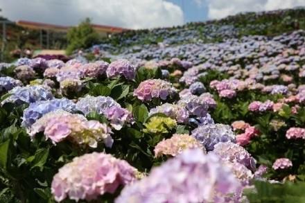 被大理丽江掩盖风头又怎样？它才是云南No.1！5月它太美了