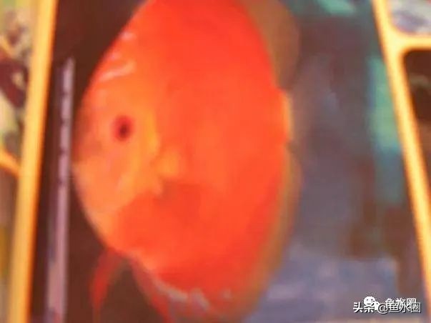 七彩神仙品系图谱,七彩神仙全系品种介绍