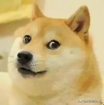 日本的一只“肌肉柴犬”火了，竟然还出了手办？！