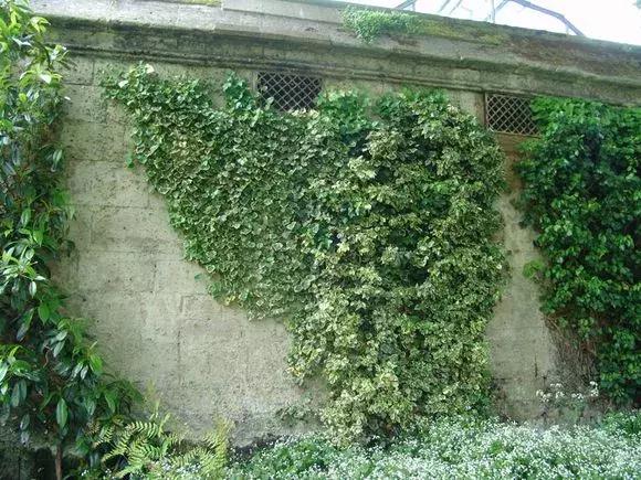 适合室内养的不见阳光的垂吊花,适合阳台种的垂吊花一年四季开花