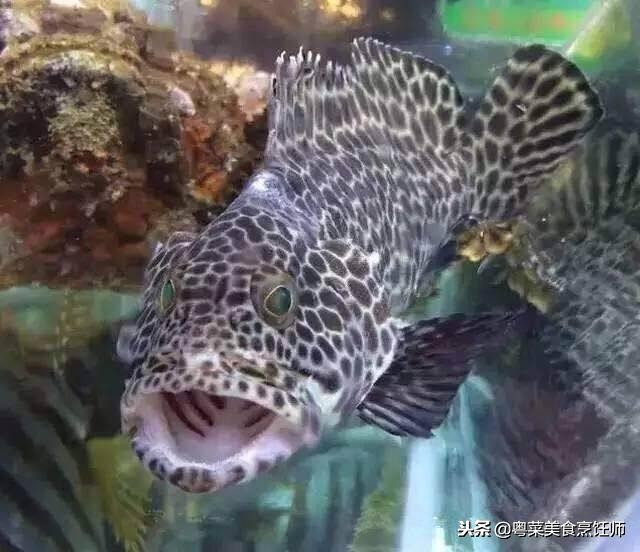 名贵海鲜干货有哪些品种,名贵海鲜水产品种类