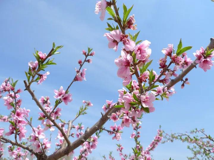 关于春天的古诗词美篇,让人惊艳的春天古诗词