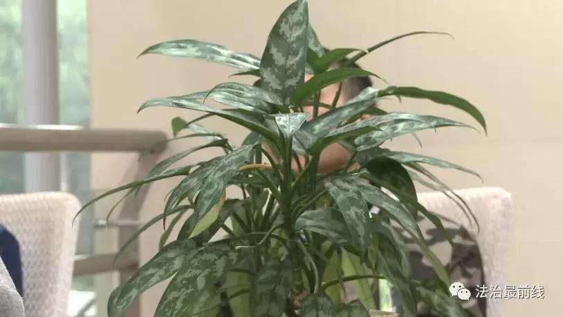 朋友圈都在晒：买“斑美拉”能变靓、能赚钱！1年后，我没变美还被警察抓了……