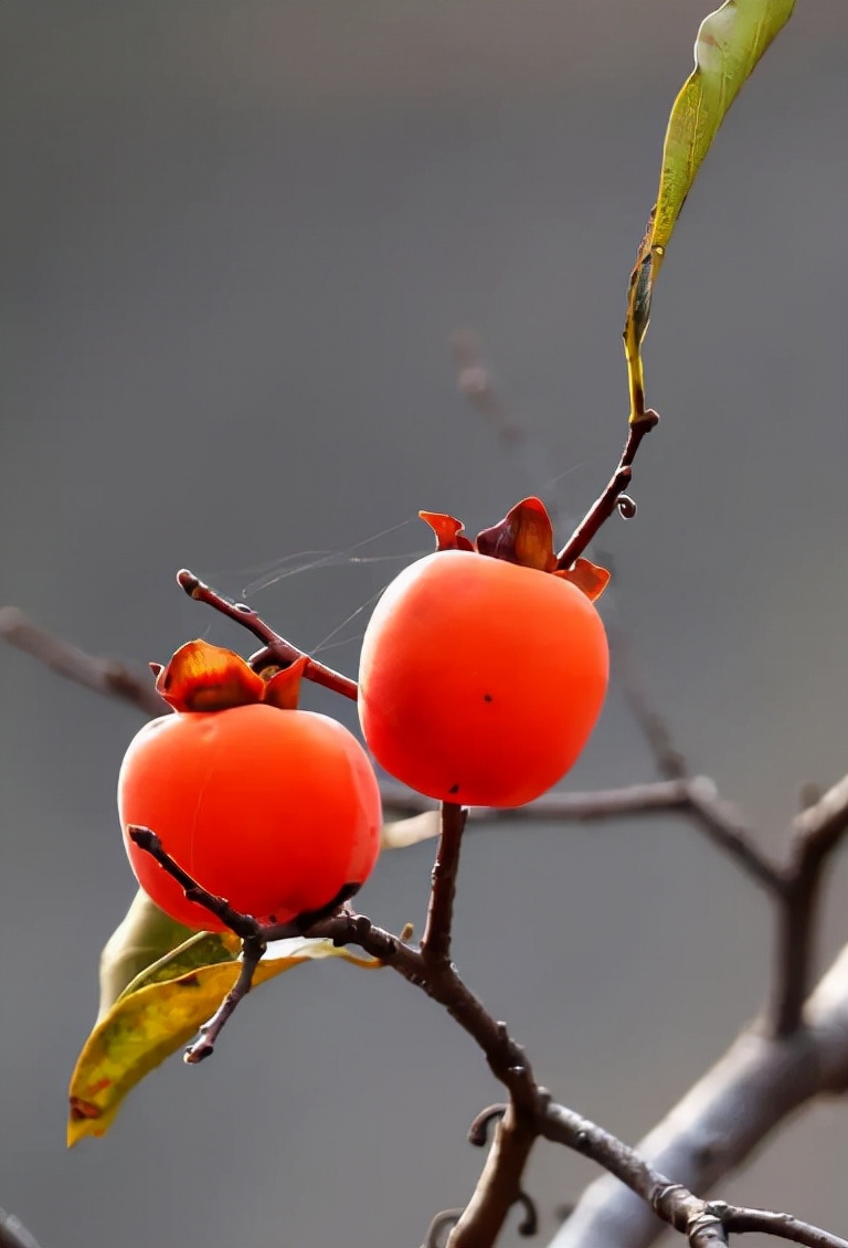 描写柿子的七绝古诗词,描写柿子的优美古诗词名句