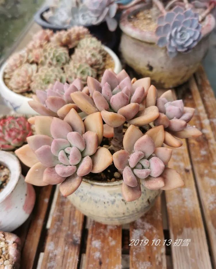 养多肉的人生感悟,人生如同养花