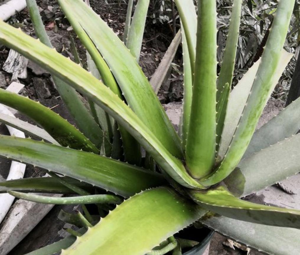 哪种植物吸甲醛和灰尘,什么绿植能吸甲醛灰尘