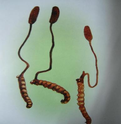 除了虫草还有什么补品,虫草跟冬虫夏草有什么区别