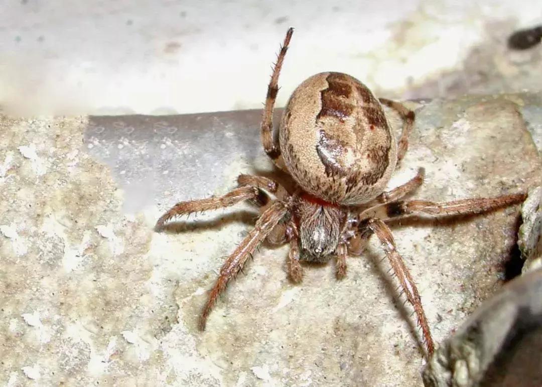 柑橘粉蚧虫图解,柑橘食蝇虫图片