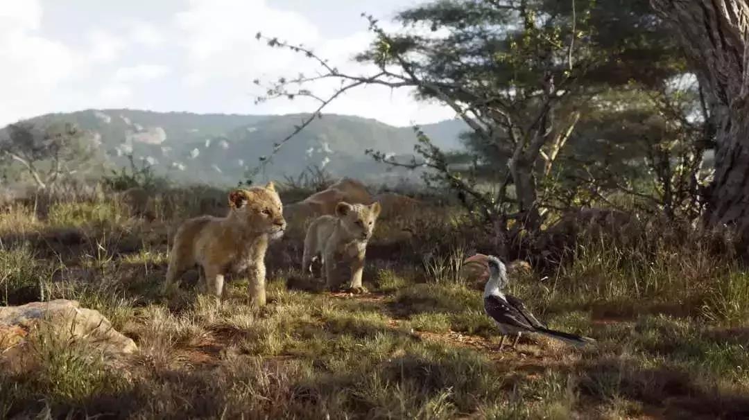 真实版的狮子王,现实版狮子王比想象的更残酷