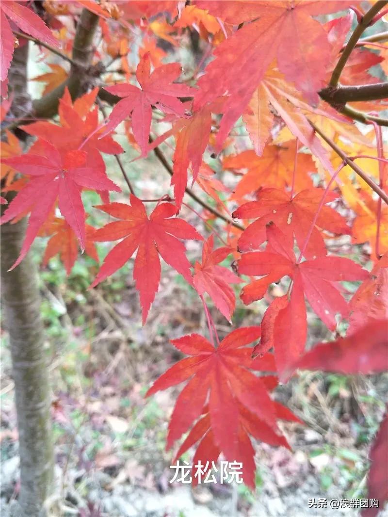 中式庭院藤类植物,枫树和紫藤