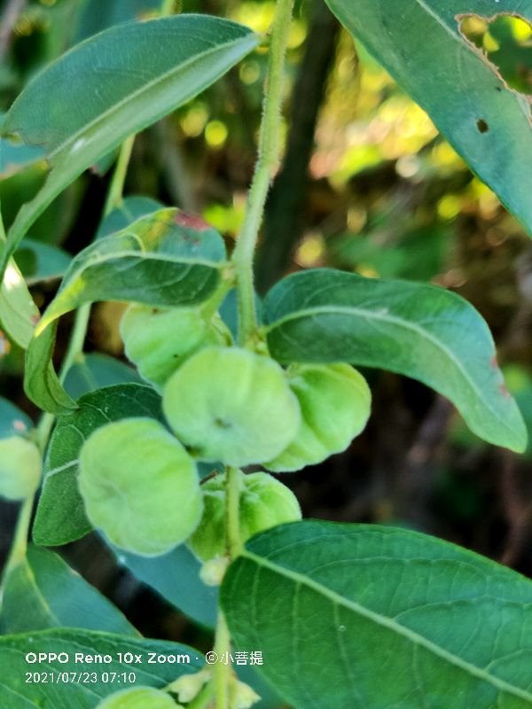 算盘子植物介绍,算盘子属于什么类型植物