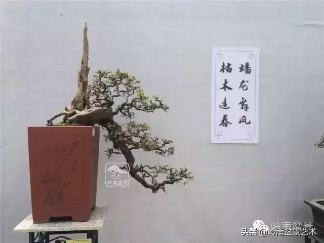 最美的100盆雀梅盆景,雀梅盆景第一年修剪视频