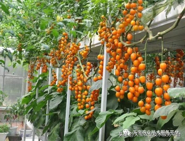 有关无土栽培的视频,无土栽培营养液配制和管理要点