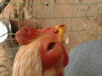 鸡生病眼睛肿是什么病,养鸡的鸡眼睛怎么治疗