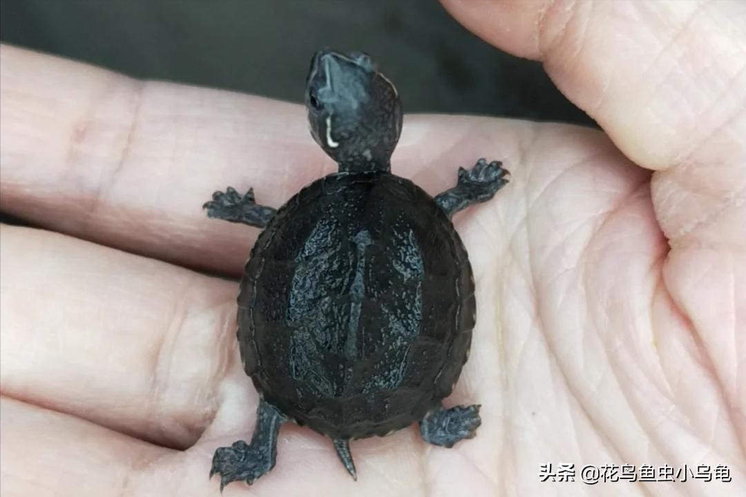 最常见的几种乌龟的品种,常见乌龟的种类及图片介绍