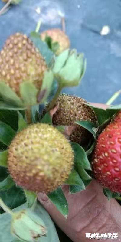 蓟马草莓花期怎么治疗最好,治草莓蓟马最好的土方法