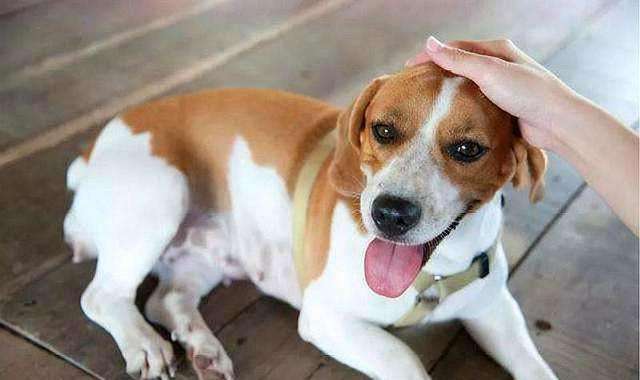 养狗新手入门必备知识,养狗知识大百科入门篇