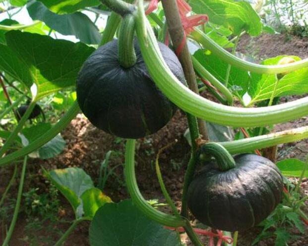 它源自于国外,味道似板栗,8毛一斤,8月正当季,您吃过吗