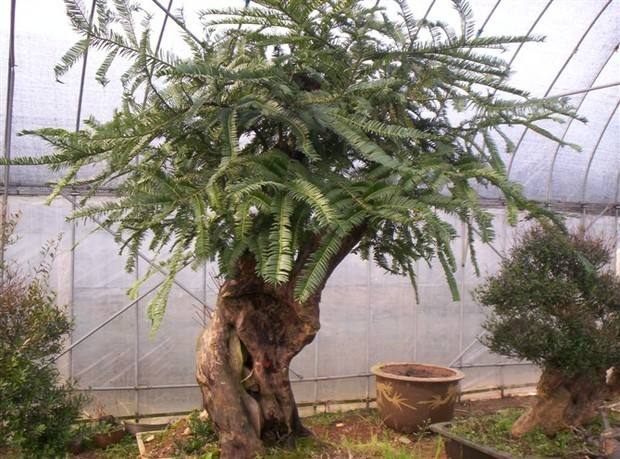 夏季红豆杉叶子发黄枯萎还能救活,红豆杉叶子发干怎么办