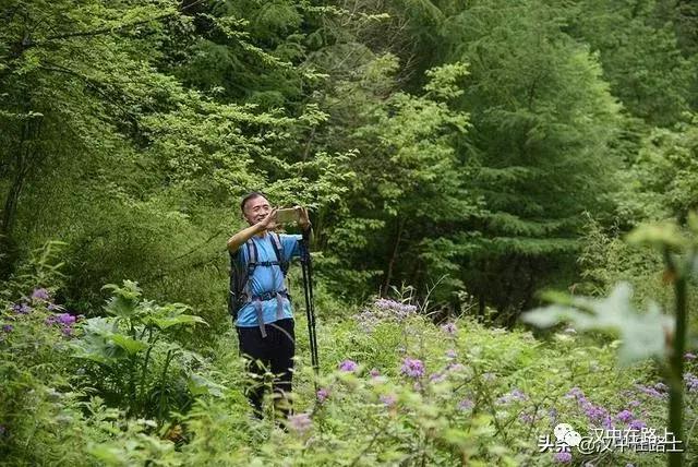 探秘汉中,汉中一村子窜入野生羚牛