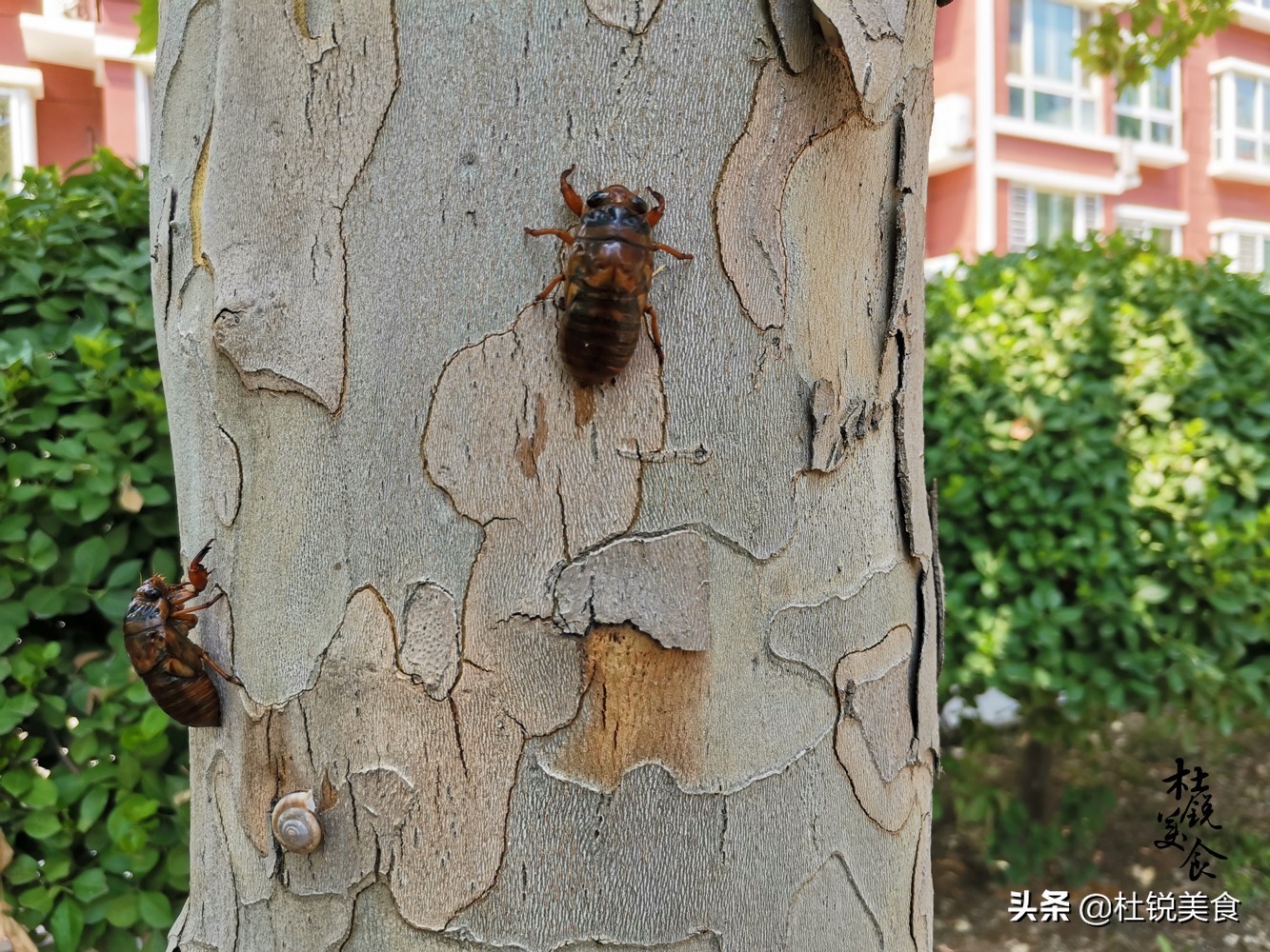 捉蝉窍门,捉蝉秘诀