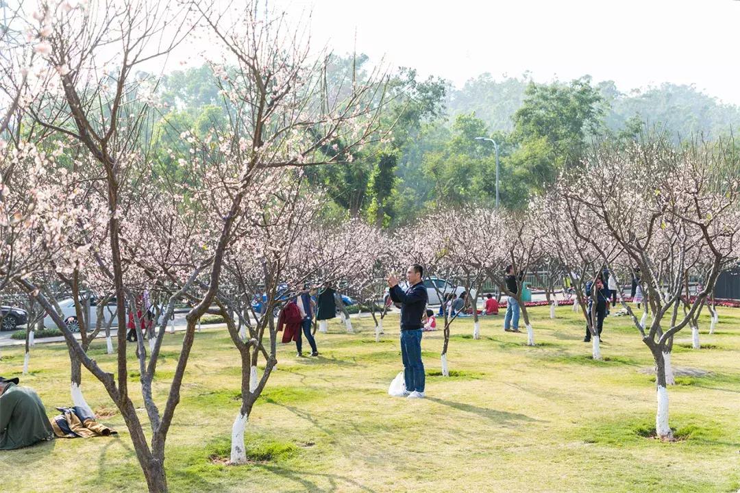 深圳隐秘风景,深圳粉色花海视频