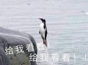 石家庄各区房价2024最新价格,石家庄9月份房价最新消息