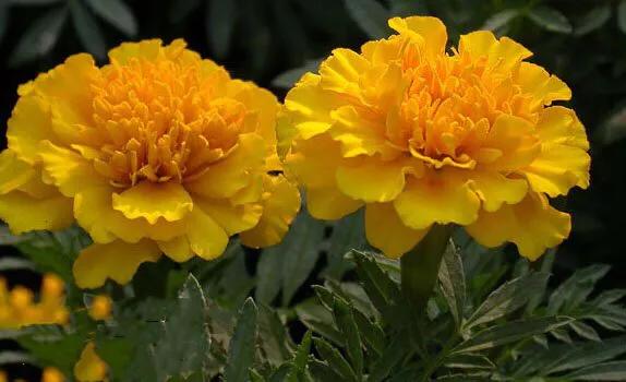 孔雀草叶,孔雀草花色艳丽