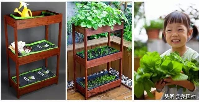 怎样在纸上种菜,纸上种菜的技术很简单