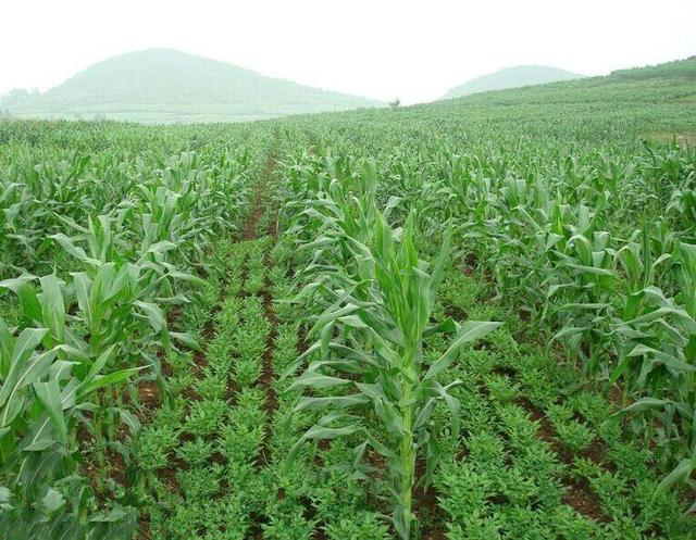 魔芋高产栽培新技术是什么,魔芋种植有哪些技术要点