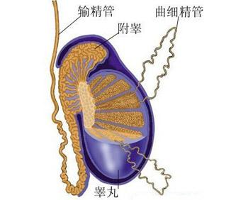 男子附睾炎症状,附睾炎难言之痛