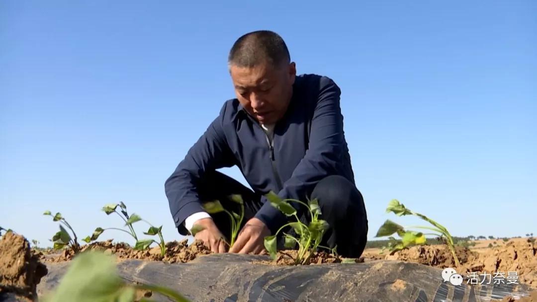 奈曼扶贫一点通,奈曼百企帮百村扶贫