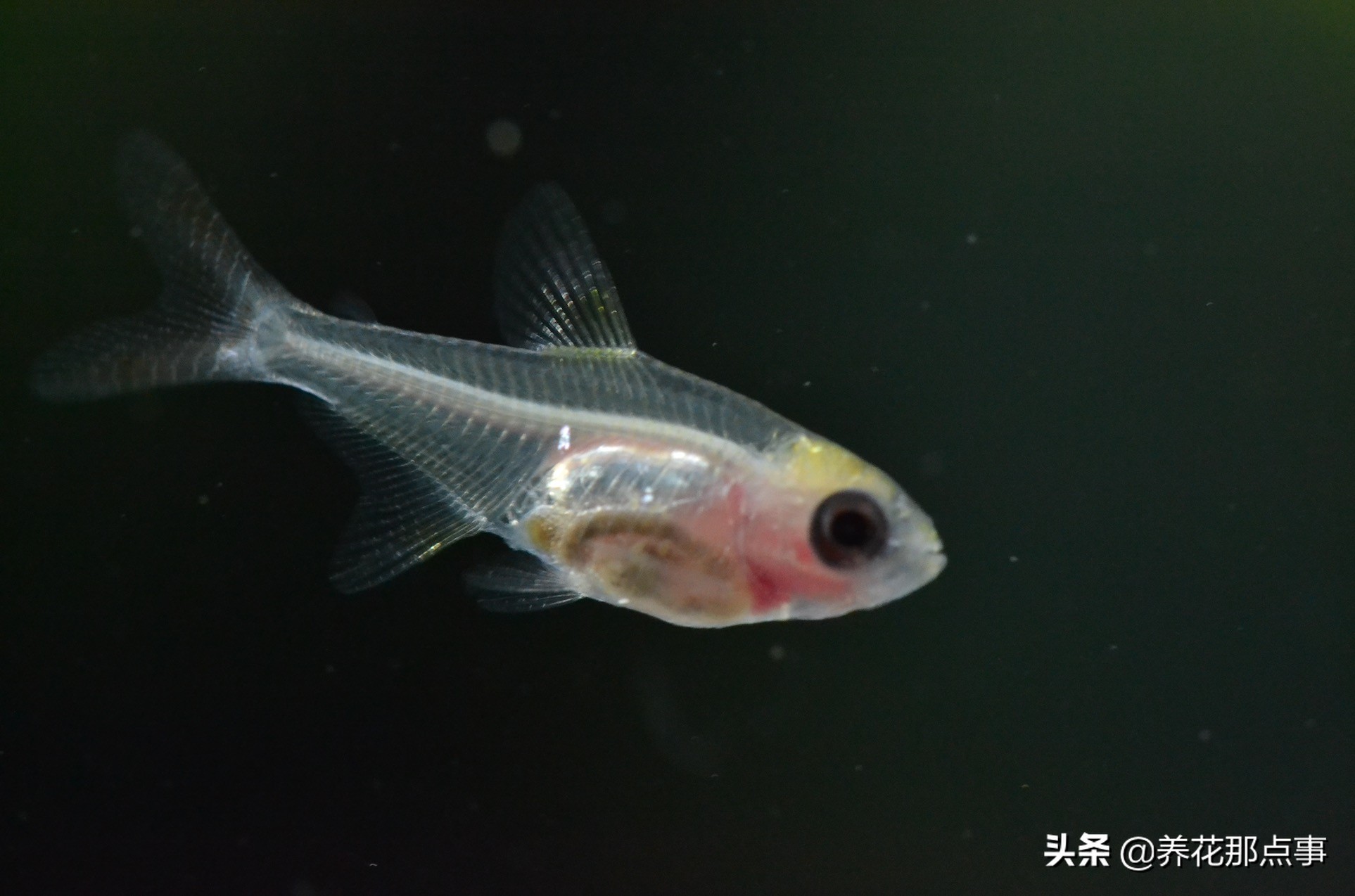 热带鱼生态鱼缸,热带鱼生态鱼缸养殖必备条件