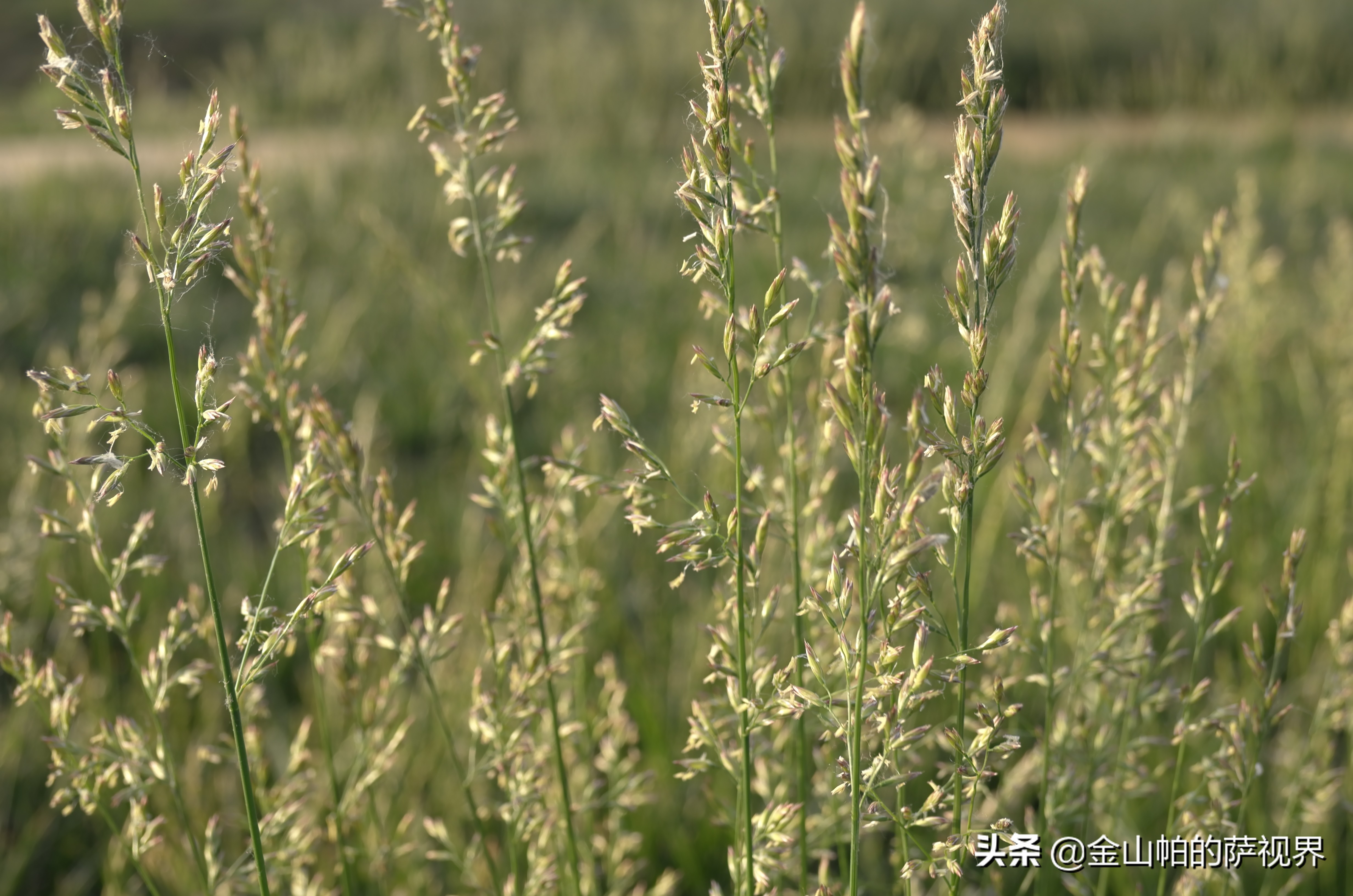 平顶山奥林匹克花园在哪,平顶山奥林匹克地址