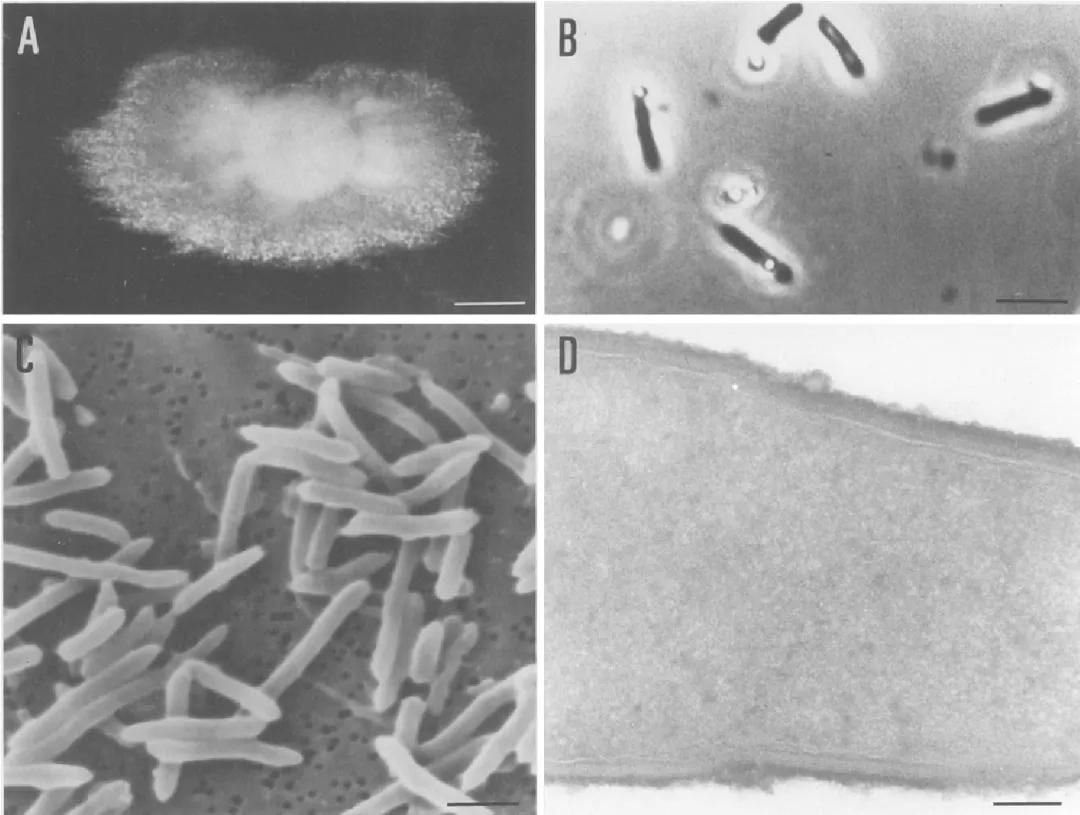 首钢尾气制乙醇,首钢合成蛋白价格有优势吗