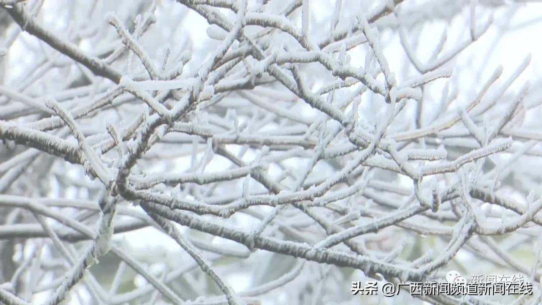 大明山雾凇美景美丽又动人,猫儿山震撼云海风光