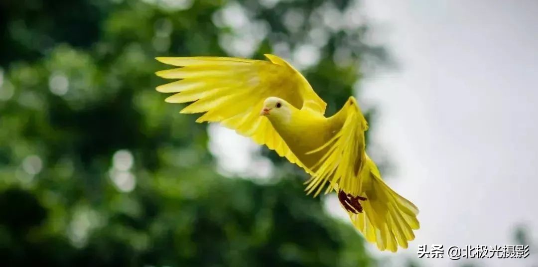 拍摄鸟类照片技巧,拍摄鸟儿照片技巧