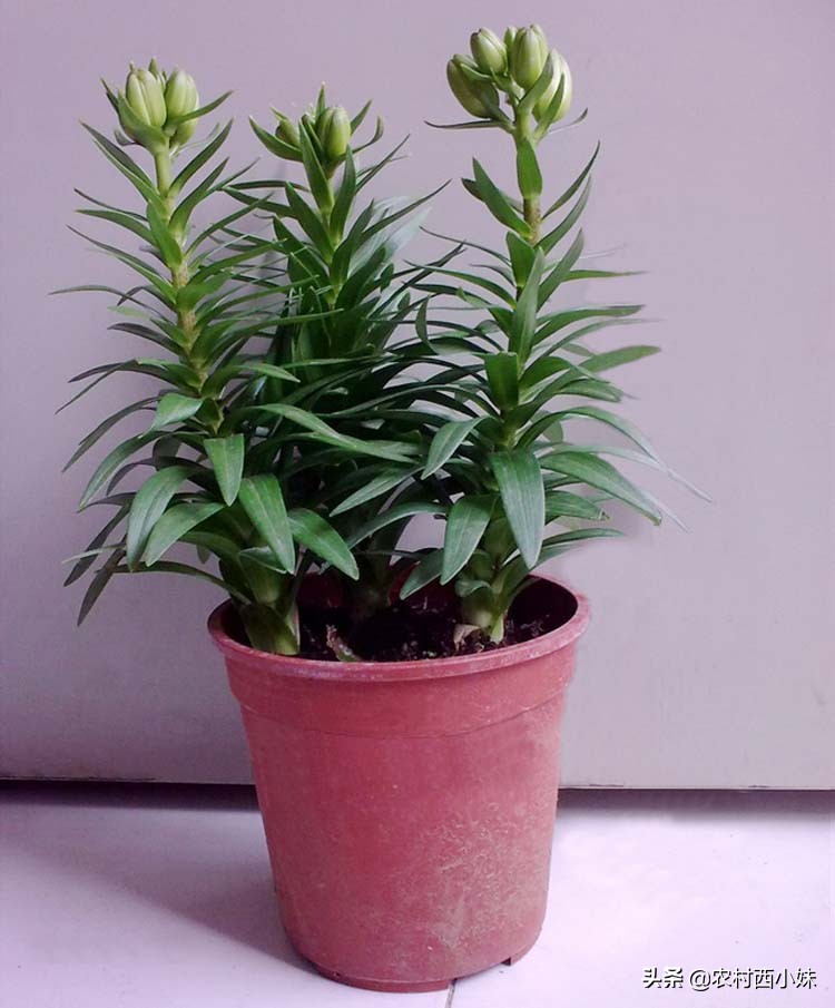 香水百合怎么养才会花开不断,如何养香水百合才可以养好呢