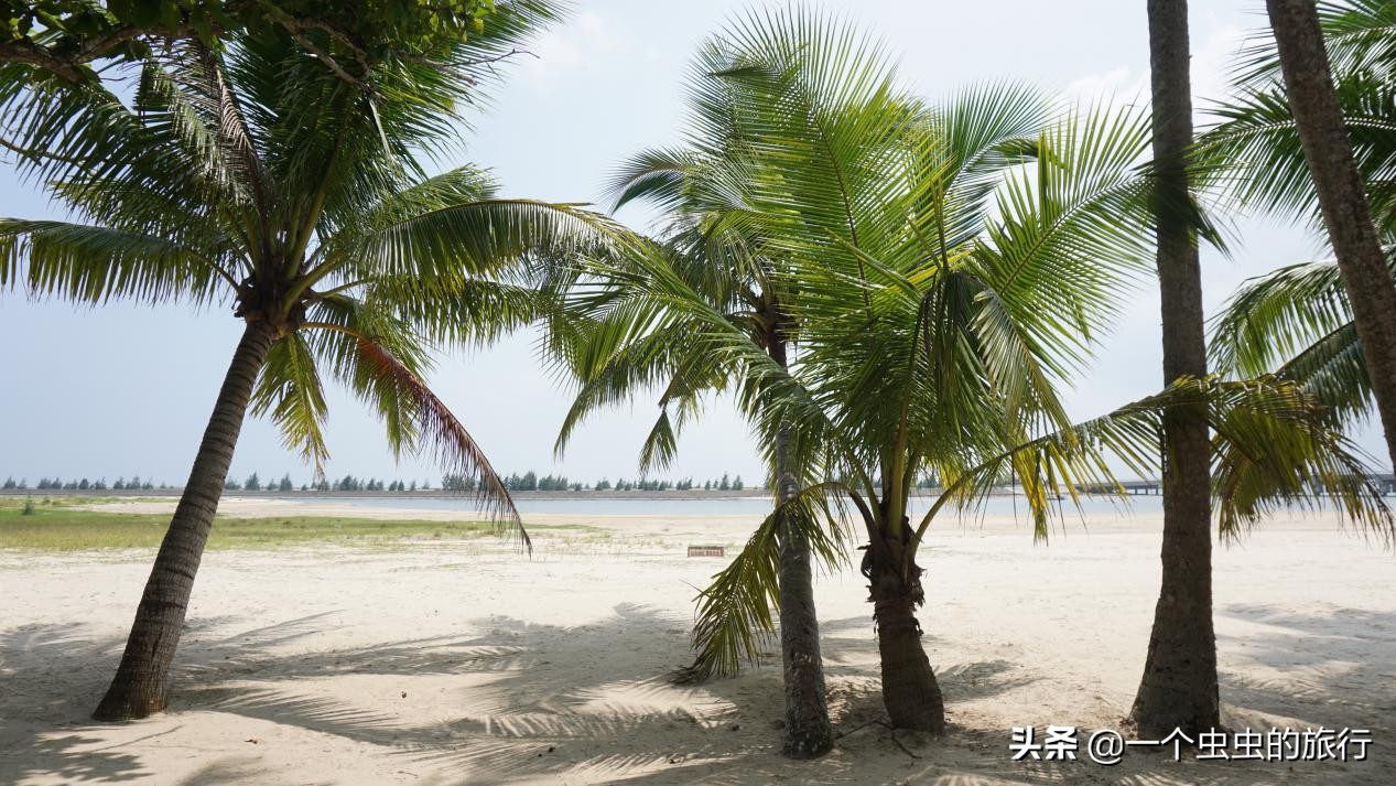 东郊椰林海韵,海韵椰风海南文昌东郊椰林