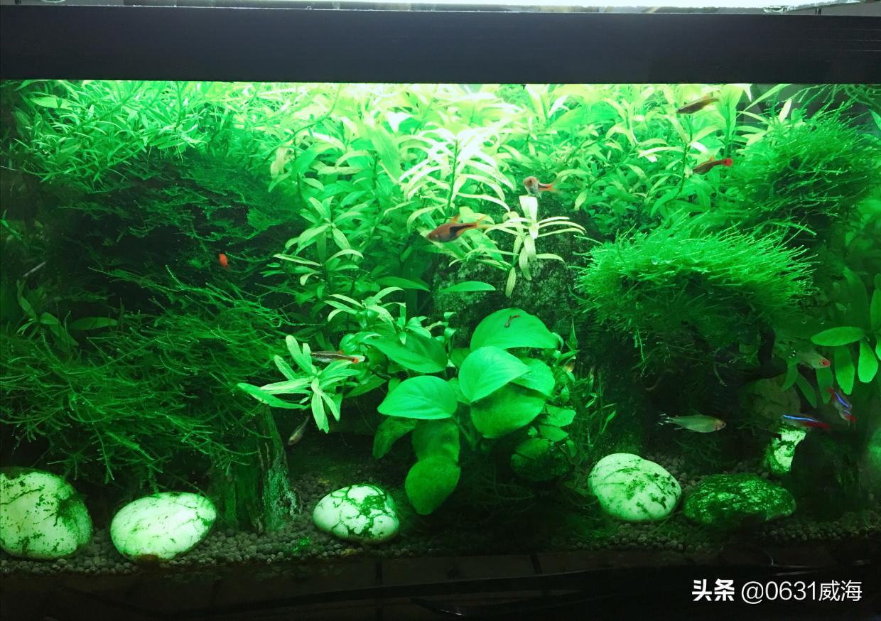 新手怎样种水草养鱼,新手养水草的正确方法