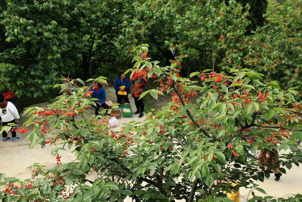 人间最美四月天，十里樱桃红满园