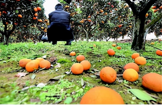 小芈要回农村之城里的菜好贵