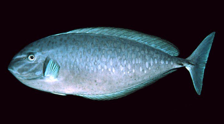 十大最好看的观赏鱼图片大全,十种最漂亮的观赏鱼图片