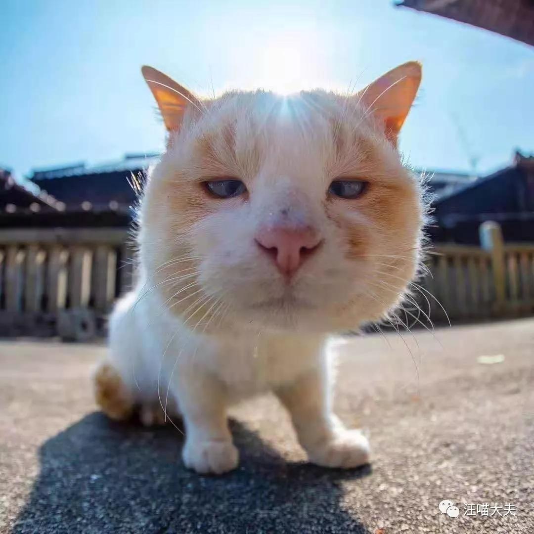 猫不听话该怎么养,养猫可以不打针吗