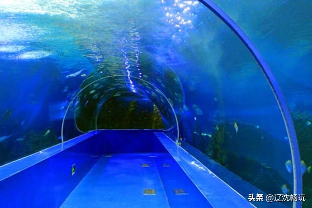 沈阳带小宝宝去的海洋馆,沈阳海洋馆欢乐海底世界